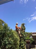 Sydney Green Group | Sydney Tree Lopping Experts image 4